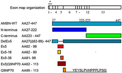 Ameloblastin Peptides Modulates the Osteogenic Capacity of Human Mesenchymal Stem Cells